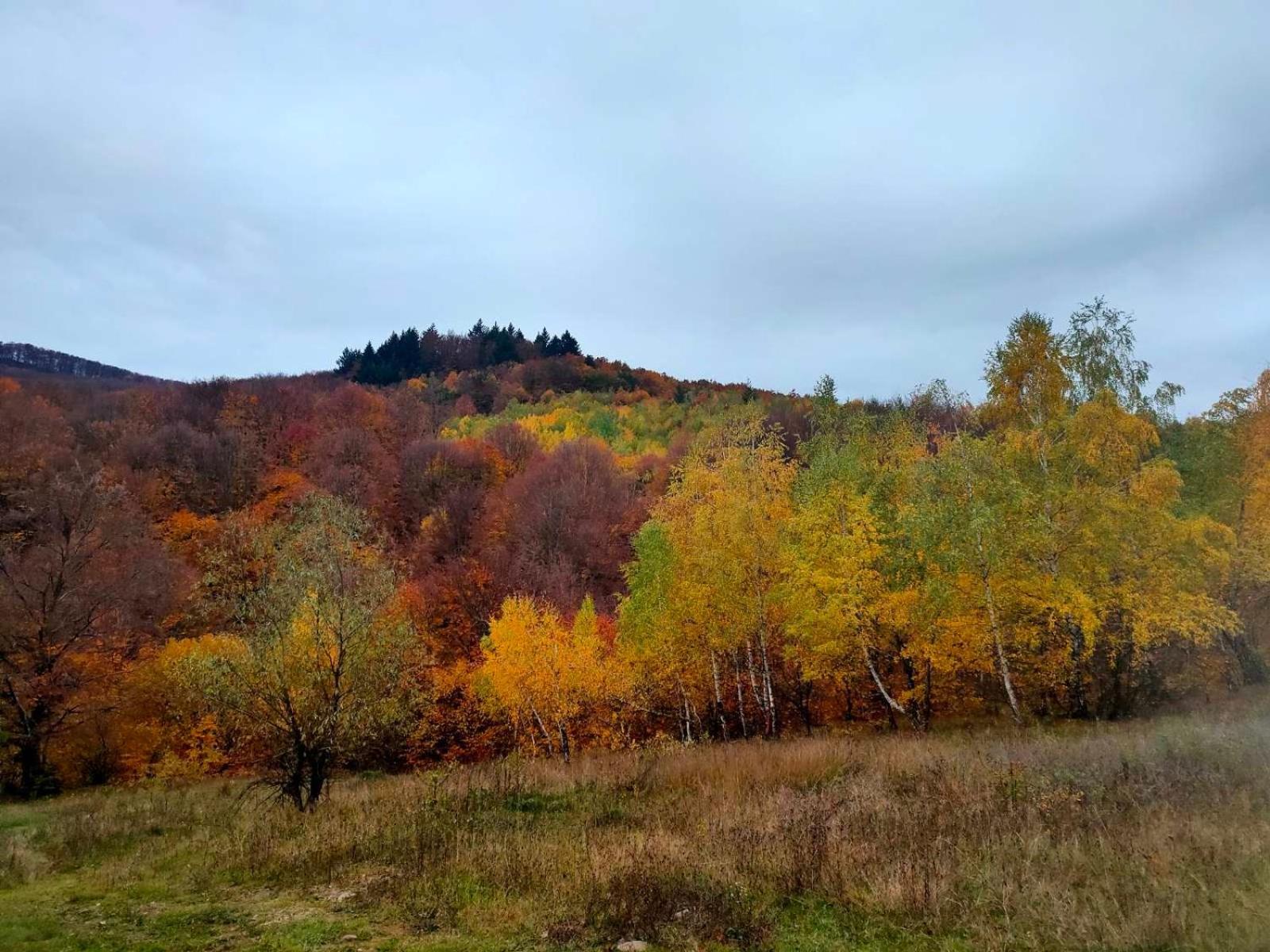 Соколів Камінь Novoselitsa  Esterno foto