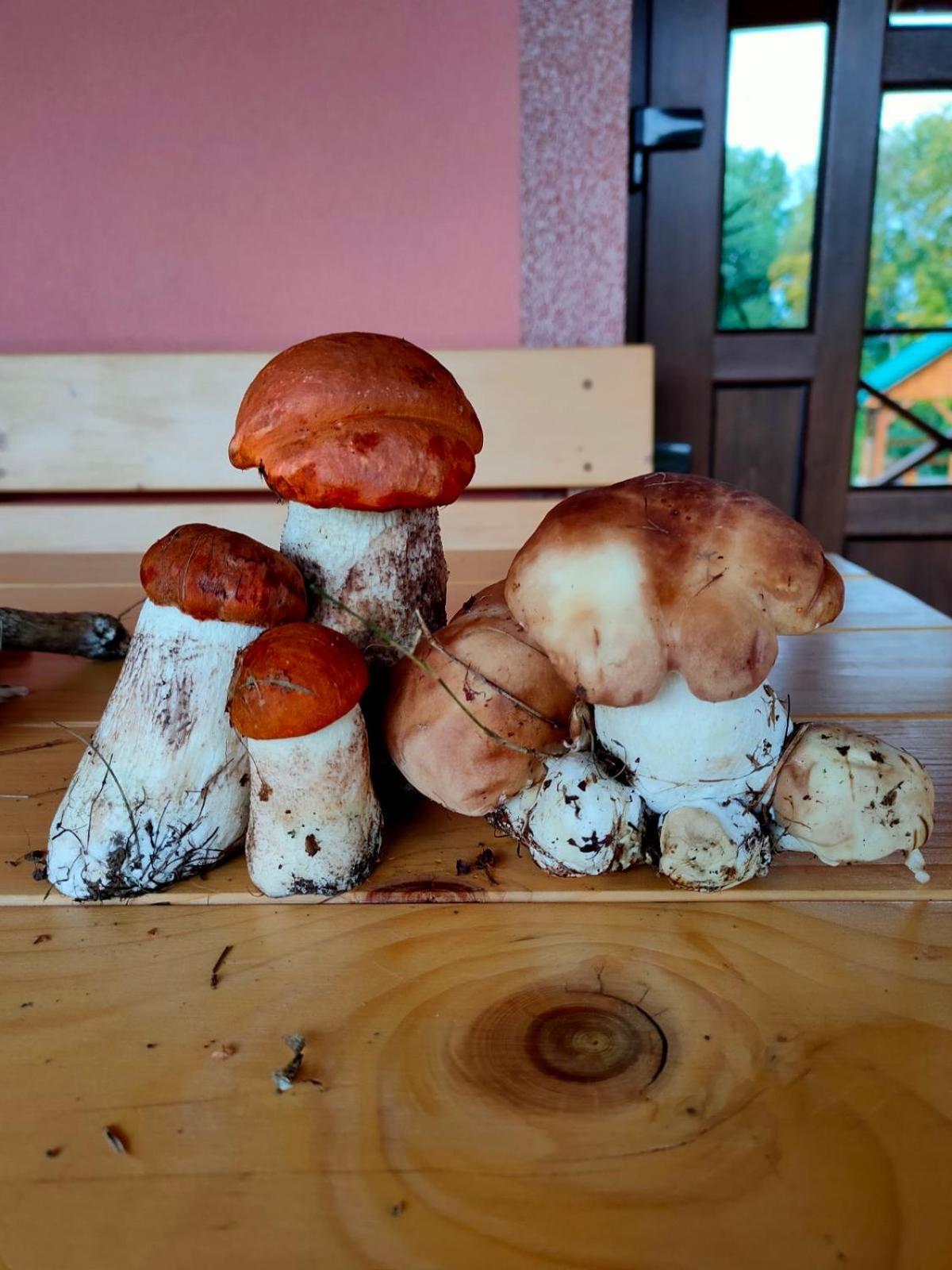 Соколів Камінь Novoselitsa  Esterno foto