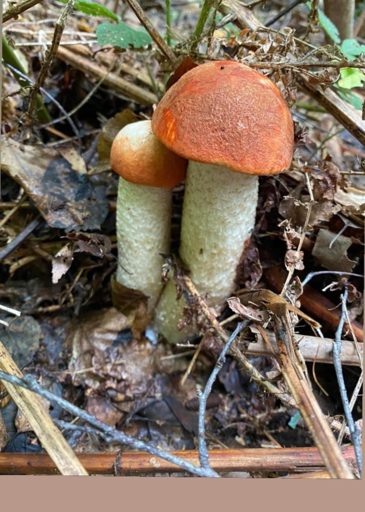 Соколів Камінь Novoselitsa  Esterno foto