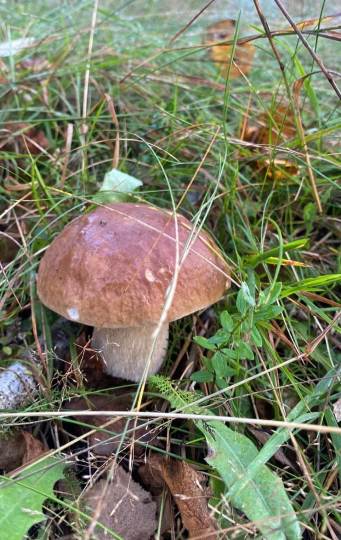 Соколів Камінь Novoselitsa  Esterno foto