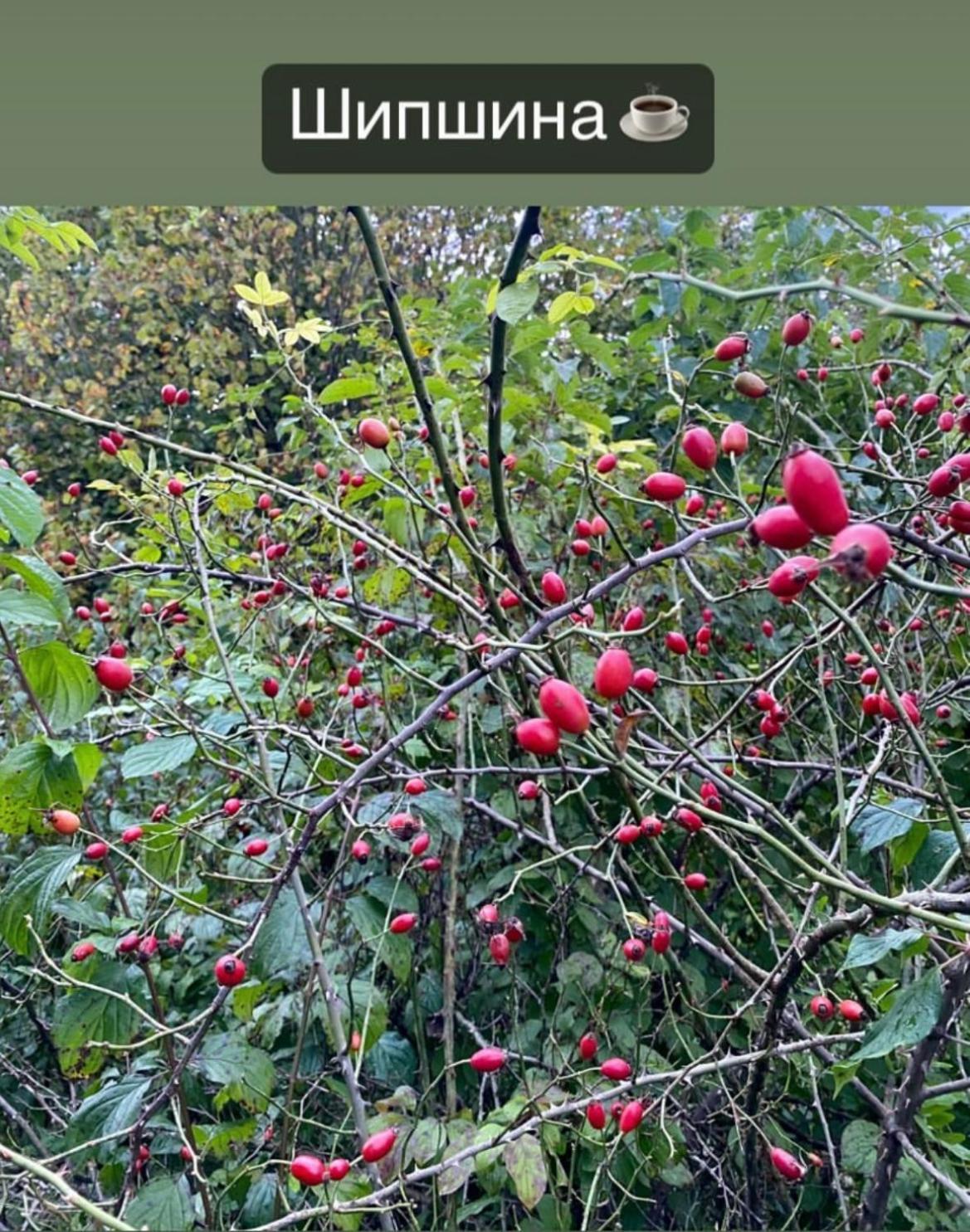 Соколів Камінь Novoselitsa  Esterno foto